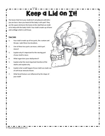 Skeletal System Skull Activity
