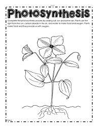 Photosynthesis worksheets  free printables | education.com