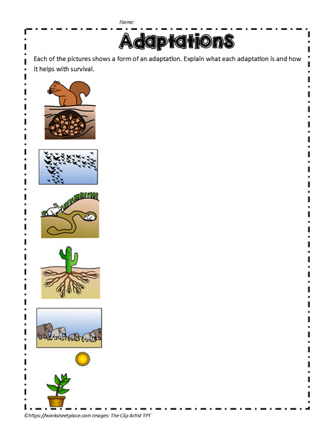 Animal Adaptation Quiz Worksheets
