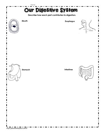 Our Digestive System Graphic Organizer