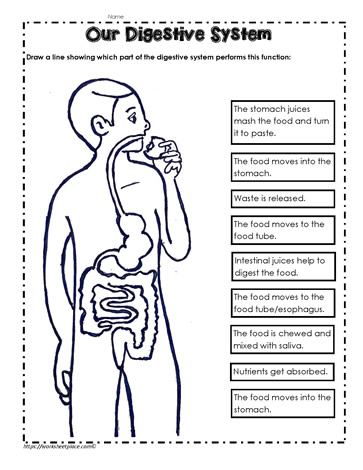 Digestive System Worksheet Worksheets