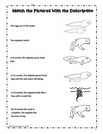 Frog Life Cycle Match