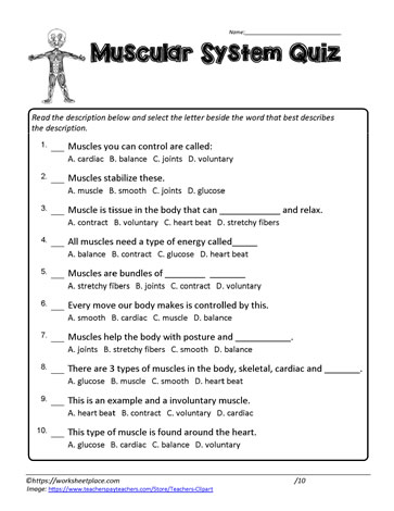 Muscular System Quiz