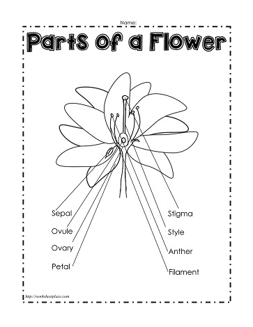Parts of a Flower (Labeled)