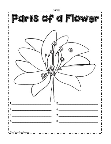 Parts of a Flower Worksheets