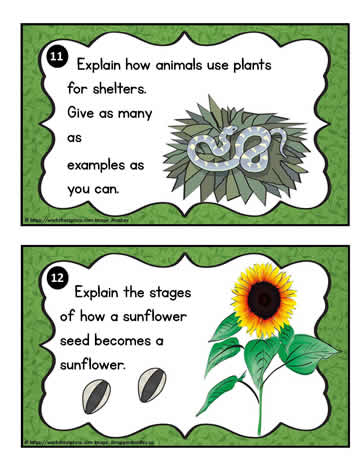 Plant Task Cards 11-12