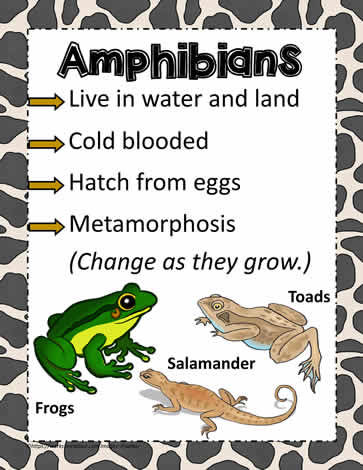 Animal Poster for Amphibians Worksheets
