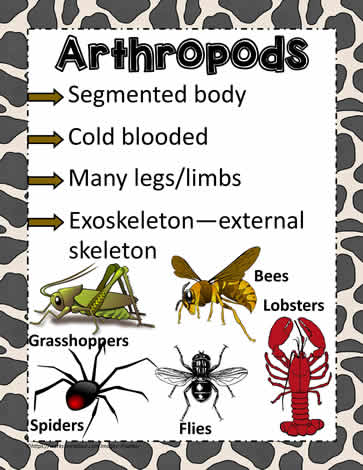 Animal Poster for Arthropods Worksheets