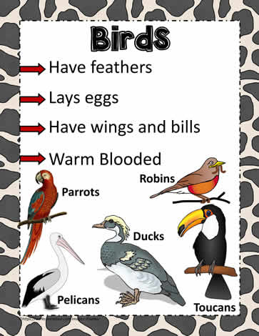 Animal Poster for Birds Worksheets
