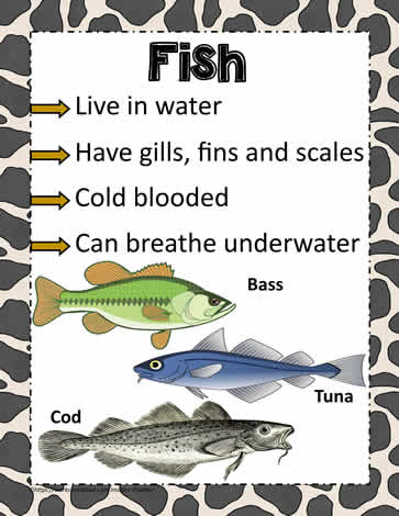 Animal Poster for Fish Worksheets