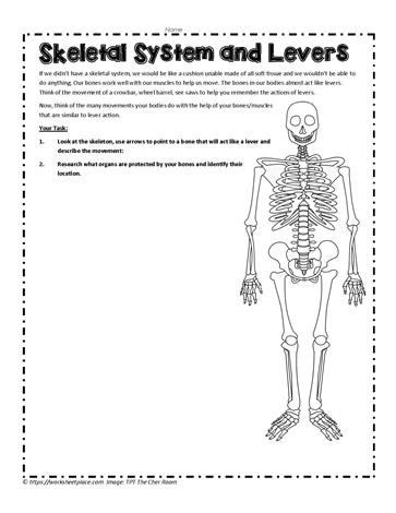 Skeletal System Lever Activity