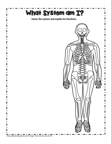 Skeletal System Teaching Activity