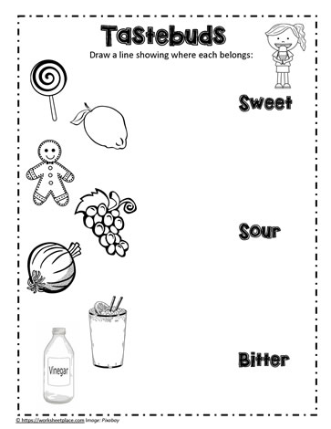 Tastebuds Worksheets