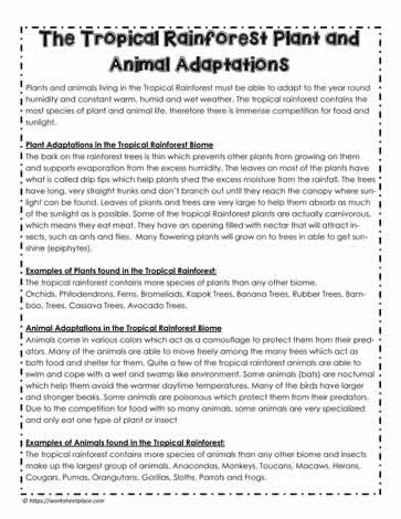 Rainforest Animal and Plant Adaptations