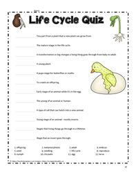 Life Cycle Quiz