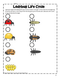 Ladybug Life Cycle Activity