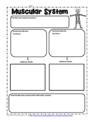 Muscular System Graphic Organizer