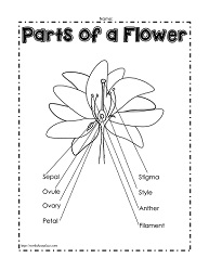 Parts of a Flower (Labeled)