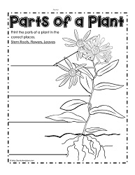 Label the Parts of a Plant