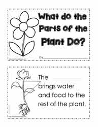 Plant Functions Worksheet