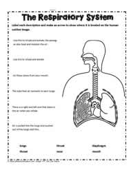 Respiratory System Teaching Activity