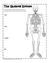 Skeletal System Bone Activity